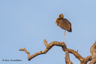 Ibis falcinelle / Kanha National Park (Inde), mars 2015